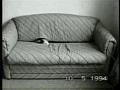 Funny cats